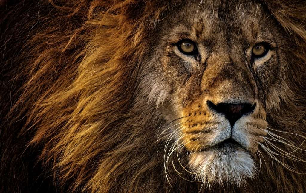 Scopri di più sull'articolo Sognare un leone: significato, simboli e sogni comuni
