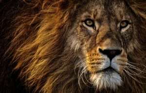 Scopri di più sull'articolo Sognare un leone: significato, simboli e sogni comuni