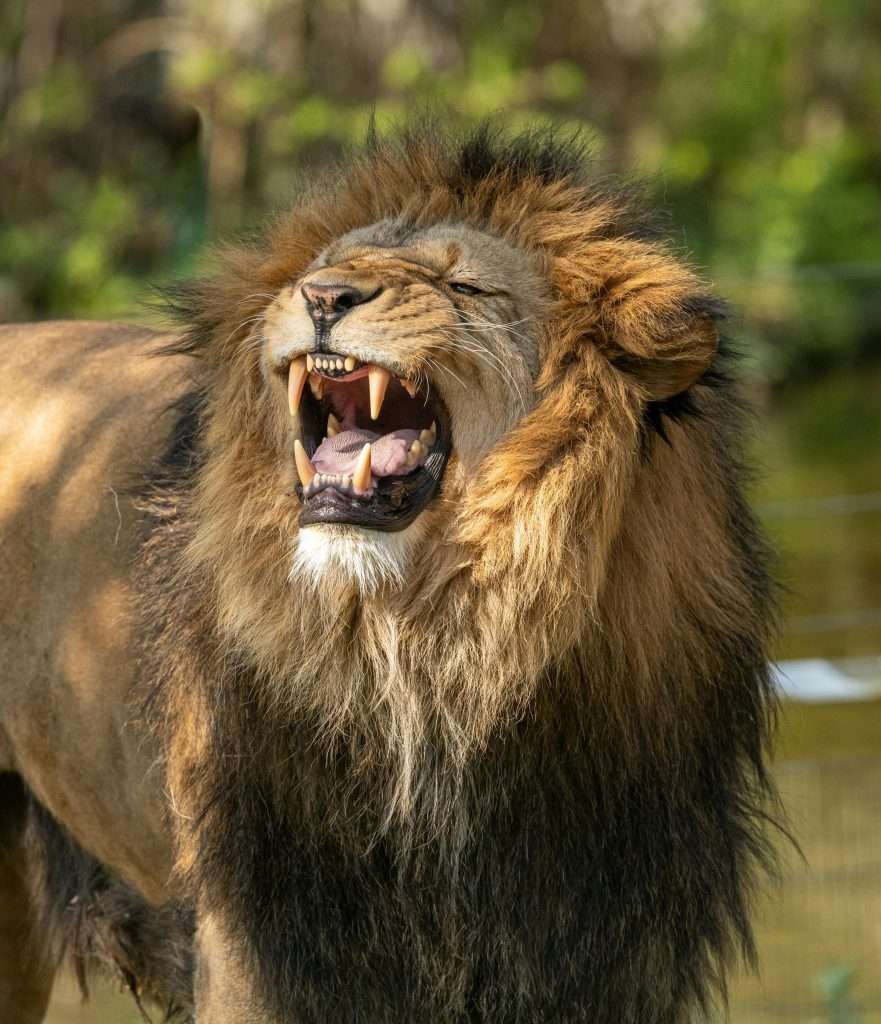 Sognare un leone aggressivo - Immagine: pexels.com Sognare un leone aggressivo - Immagine: pexels.com
