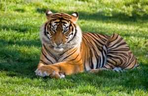 Scopri di più sull'articolo Sognare una tigre: cosa significa, simbolismo e come interpretarlo