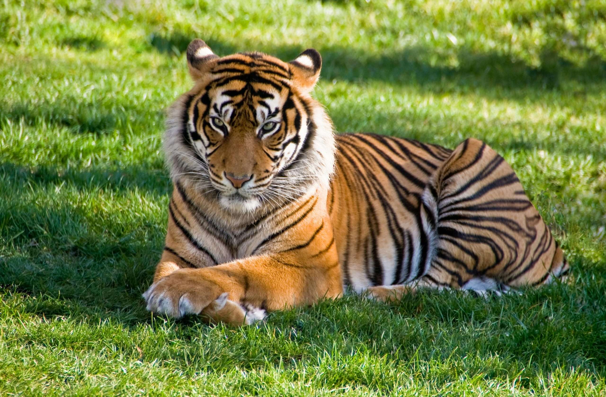 Al momento stai visualizzando Sognare una tigre: cosa significa, simbolismo e come interpretarlo