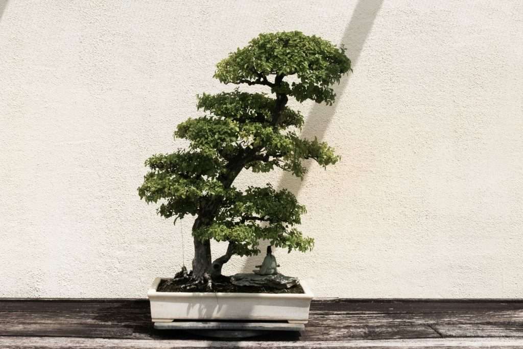 Scopri di più sull'articolo Sognare bonsai: significati, simboli, interpretazioni