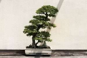 Scopri di più sull'articolo Sognare bonsai: significati, simboli, interpretazioni