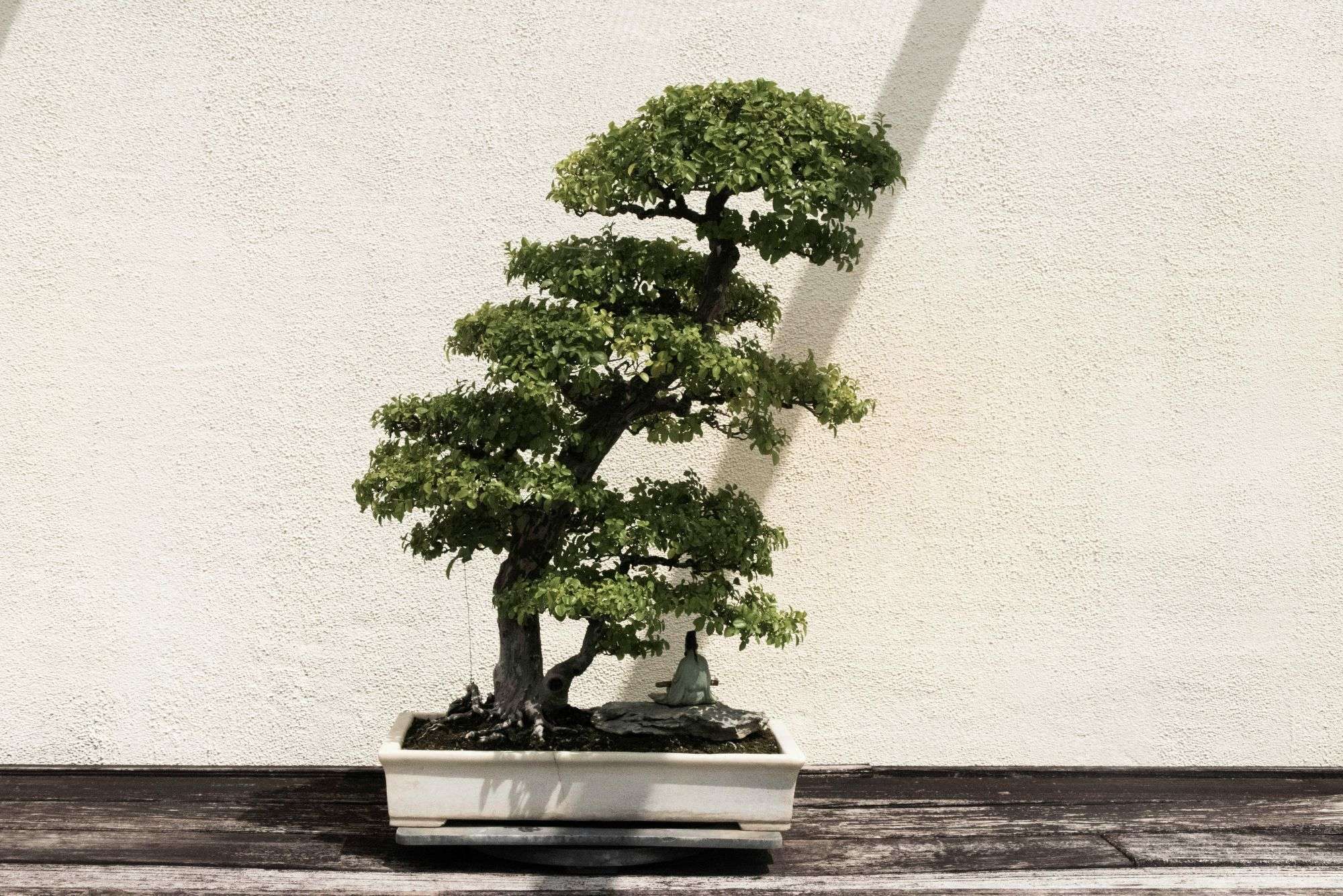 Al momento stai visualizzando Sognare bonsai: significati, simboli, interpretazioni