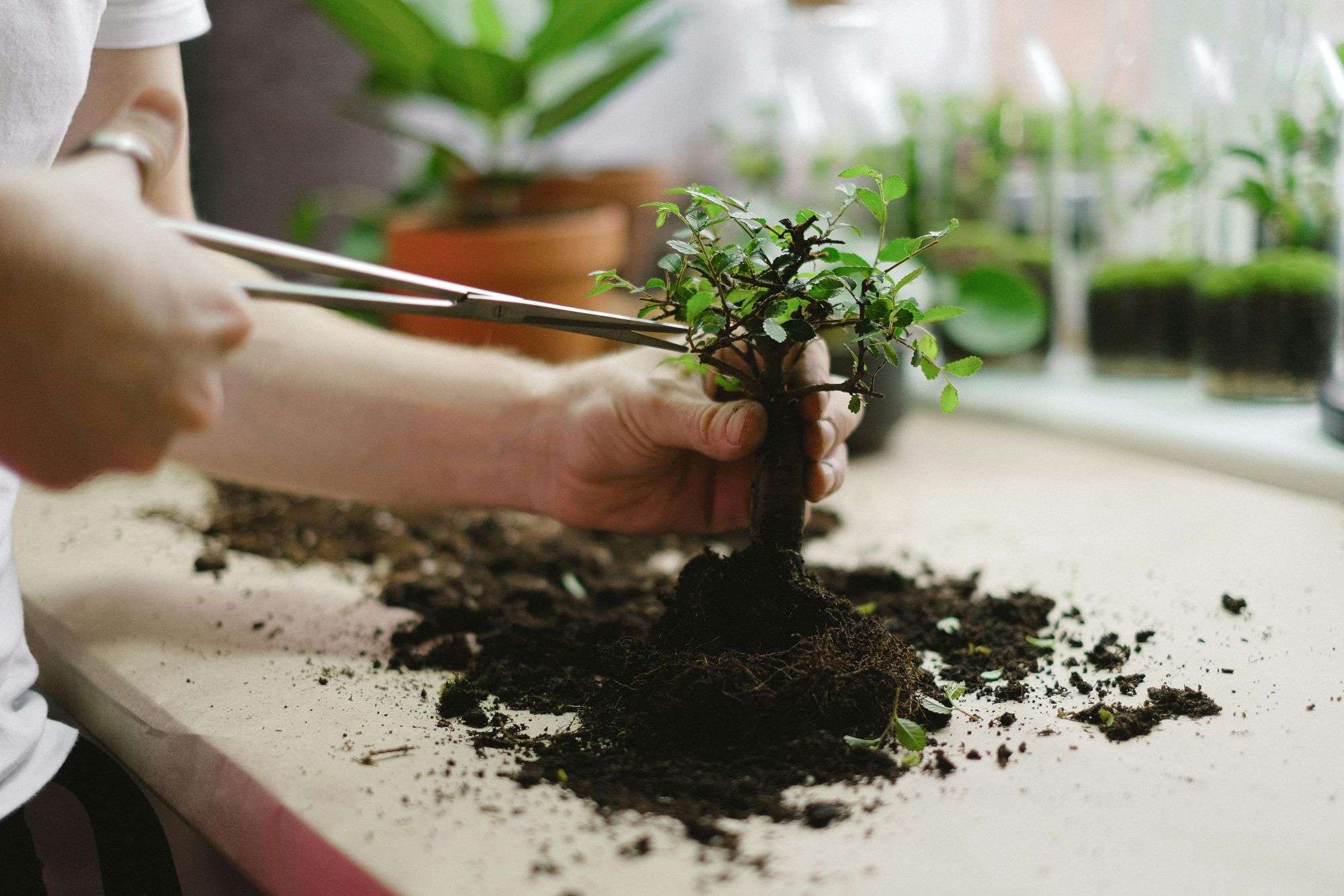 Curare un bonsai nei sogni Curare un bonsai nei sogni